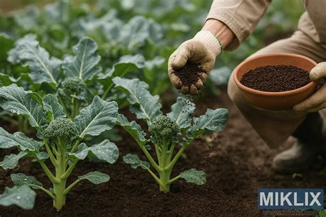Typy organických hnojív pre orgován
