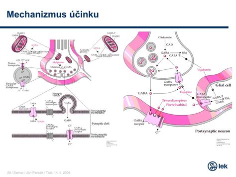 Mechanizmus účinku SGLT2 inhibítorov