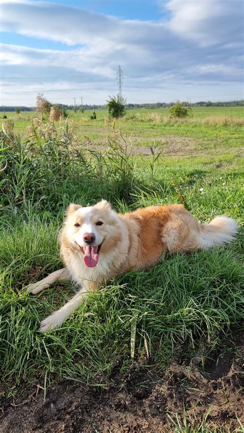 Grafické znázornenie vývoja dôchodkového veku v čase