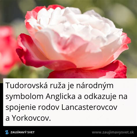 Tudorovska ruža
