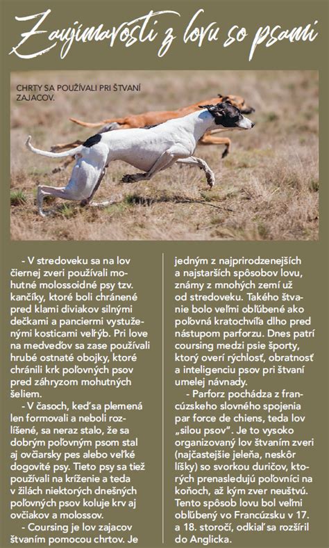 Prehľad typov poľovných psov