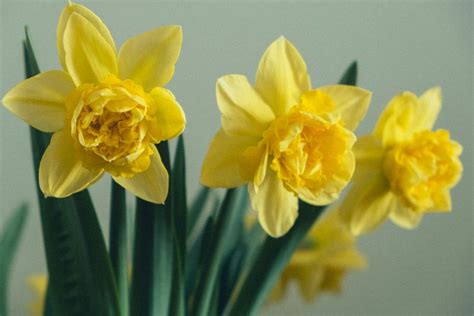 Symbol Dňa narcisov - žltý narcis