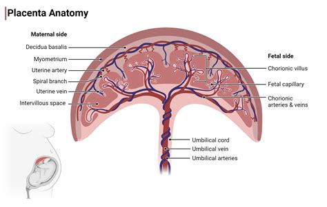 Diagram placenty previa