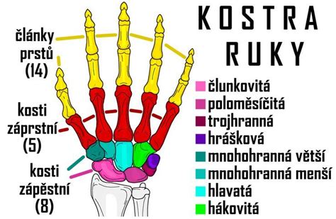 Ilustrácia kostí ruky s vyznačenými lakťovým kĺbom, predlaktím a zápästím.