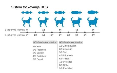Infografika o postupoch pri PN