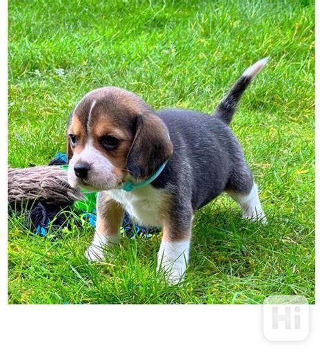 Šteňa bígla s dlhými ušami