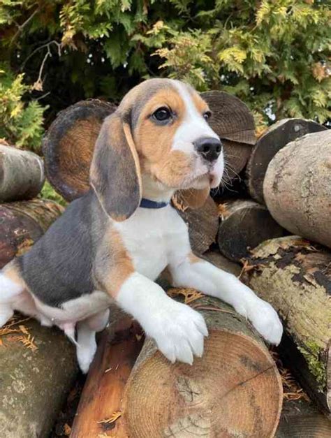 Bígl hrajúci sa s dieťaťom