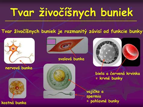 Porovnanie zdravej nervovej bunky a poškodenej bunky pri neuropatii