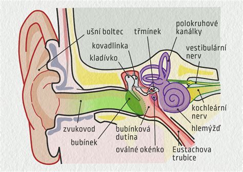 Schéma ucha a miesta sluchového postihnutia