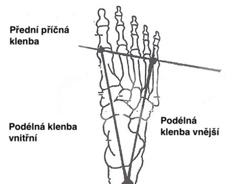 Štruktúra chodidla a jeho klenby