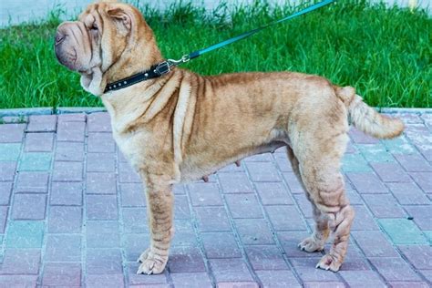 Typy srsti Shar-Pei a povolené farby