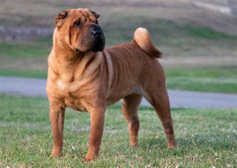 Známky starnutia u psov a Shar-Pei