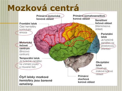 Sluchové centrum v mozgu