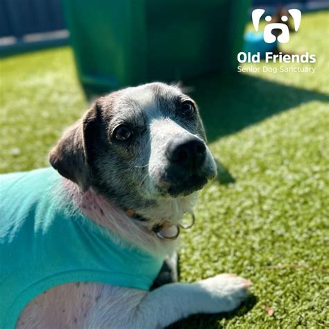 Old Friends Senior Dog Sanctuary logo