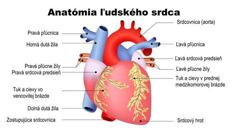 Schéma srdca a koronárnych tepien