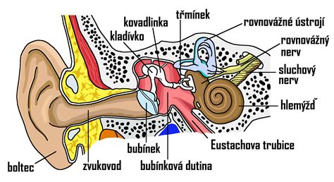 Grafika zobrazujúca ucho a miesta možného postihnutia