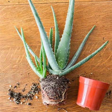 Odnože Aloe Vera pripravené na presádzanie