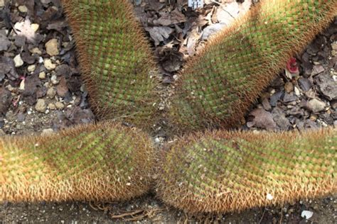 Vysoký kaktus na slnečnom parapete