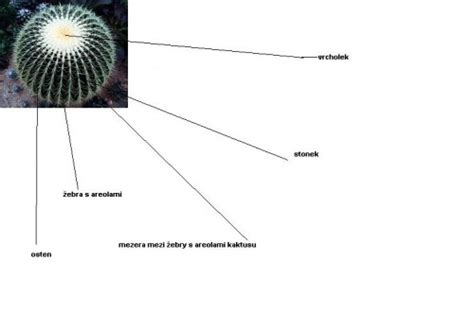 Detail kaktusu s kapilárnym zálievkovým systémom