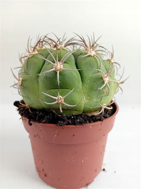 Čerstvo presadený kaktus v novom kvetináči