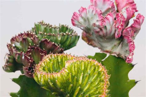 Rôzne druhy kaktusov v záhradníctve