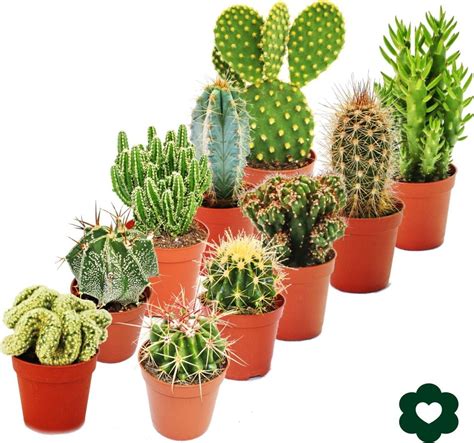 Zostava rôznych druhov kaktusov