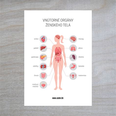 Mapa tela s vyznačenými orgánmi náchylnými na infekcie pri neutropénii