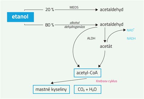 Metabolizmus alkoholu v tele