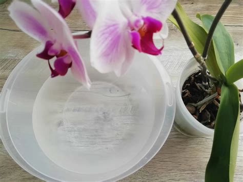 Orchidea v priehľadnom črepníku