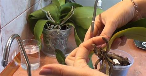Ostrihanie odkvitnutých stoniek orchidey