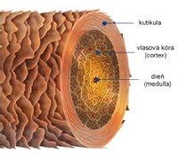 Štruktúra vlasu a jeho potreby