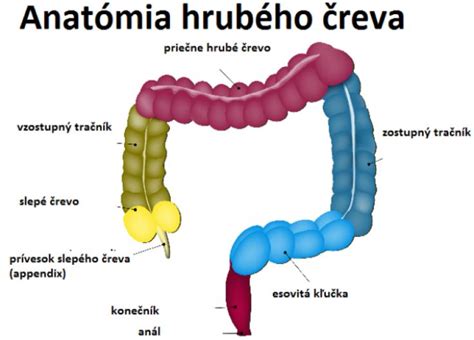 Schéma ľudského tráviaceho systému s vyznačením tenkého a hrubého čreva