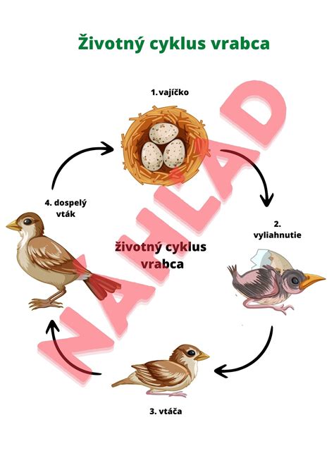 Obrázok kliešťa a jeho životný cyklus