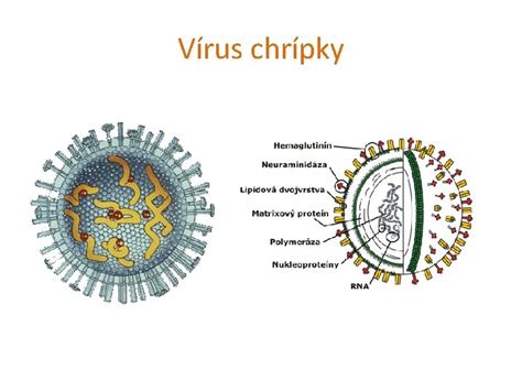 Vírus chrípky a jeho šírenie