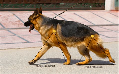 Schéma tela nemeckého ovčiaka s vyznačenými mierami