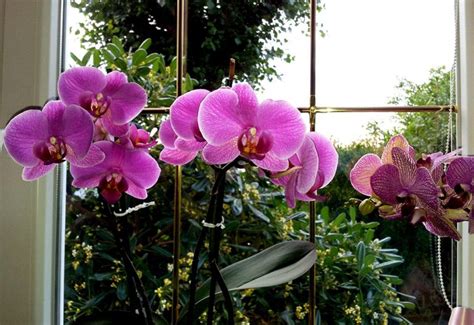 Orchidea na slnečnom parapete s tieniacou záclonou