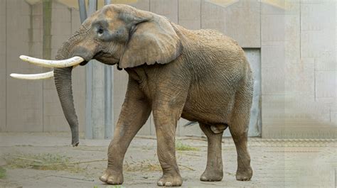 Slon africký v Zoo Bojnice