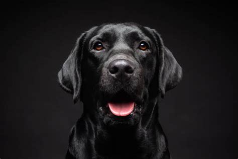 Portrét labradorského retrívera