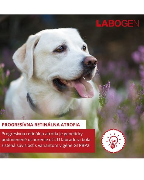 Grafika: Najčastejšie zdravotné problémy labradorských retríverov