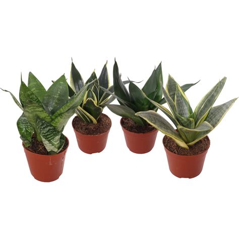 Rôzne druhy Sansevieria