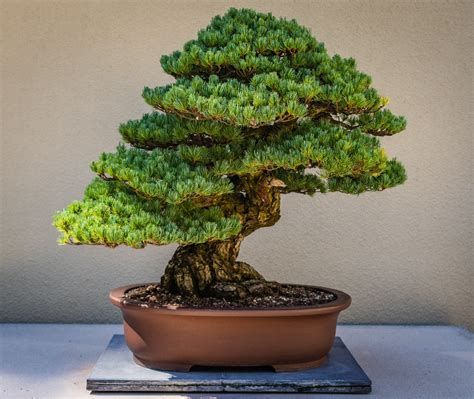 Optimálne umiestnenie bonsaja Ficus v interiéri