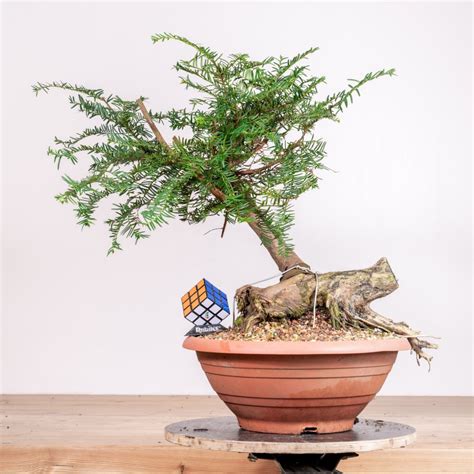 Príklady vhodných substrátov pre bonsaje Ficus