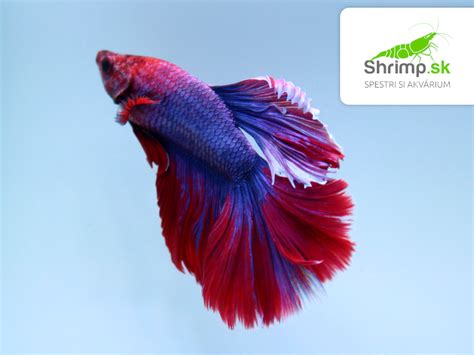 Bojovnica pestrá s dlhými plutvami