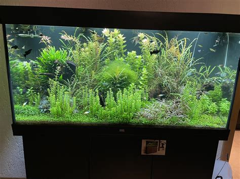 Akvárium s rastlinami a dekoráciami pre bojovnicu