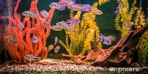 Spoločenské akvárium s bojovnicou a inými rybami