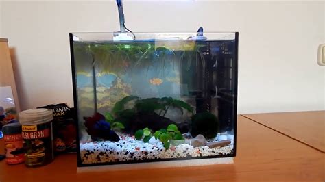 Penové hniezdo bojovnice na hladine