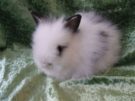 Česanie králika Teddy