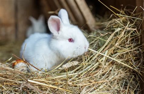 Misky s krmivom a senom pre králika