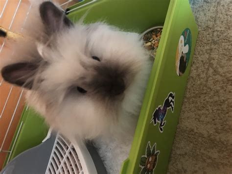 Teddy králik v objatí