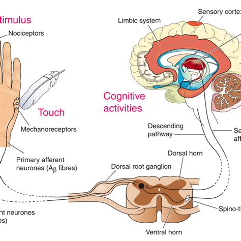 Schéma stimulácie nervových zakončení na hlave
